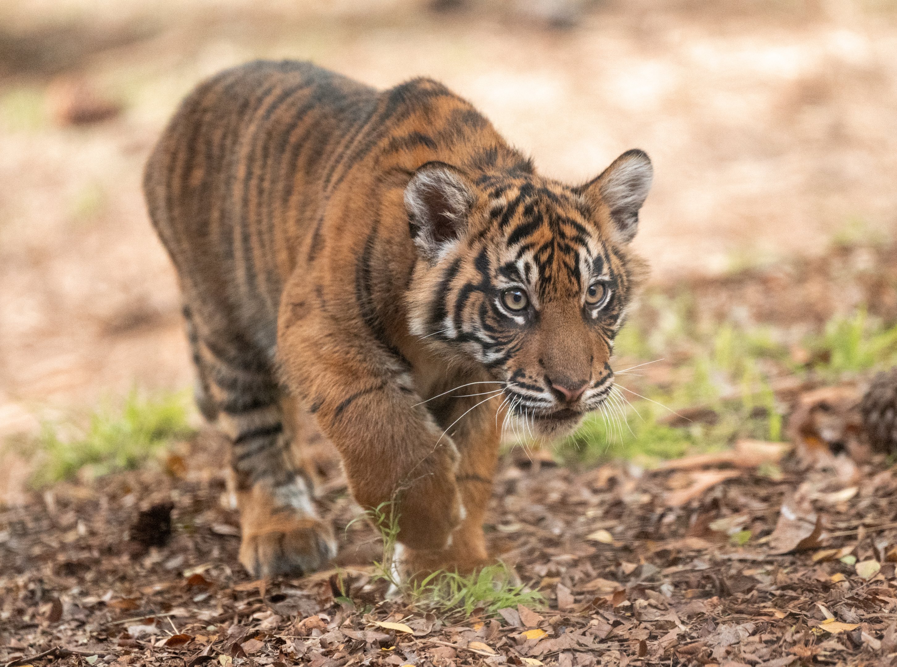 Puteri or Hutan stalking