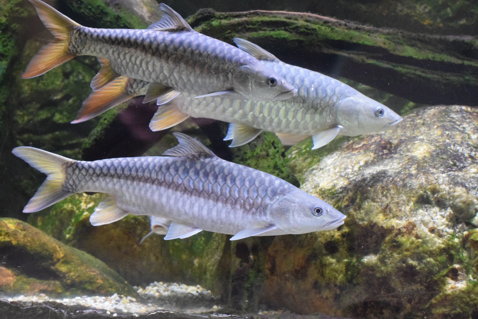 Putitor mahseer
