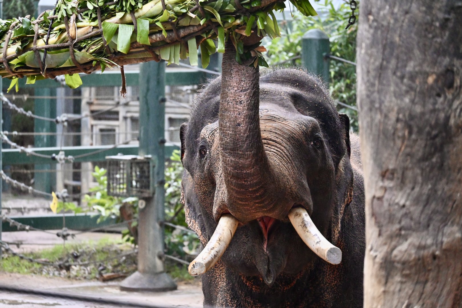 Putra Mas- Male Bull Asian Elephant 2025