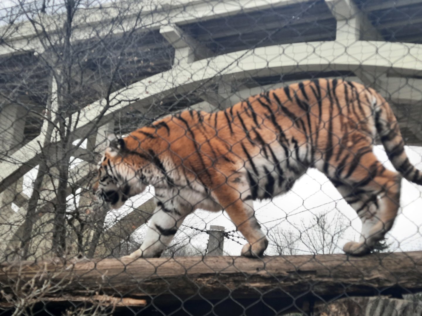 Putting the 'Passage' in Tiger Passage