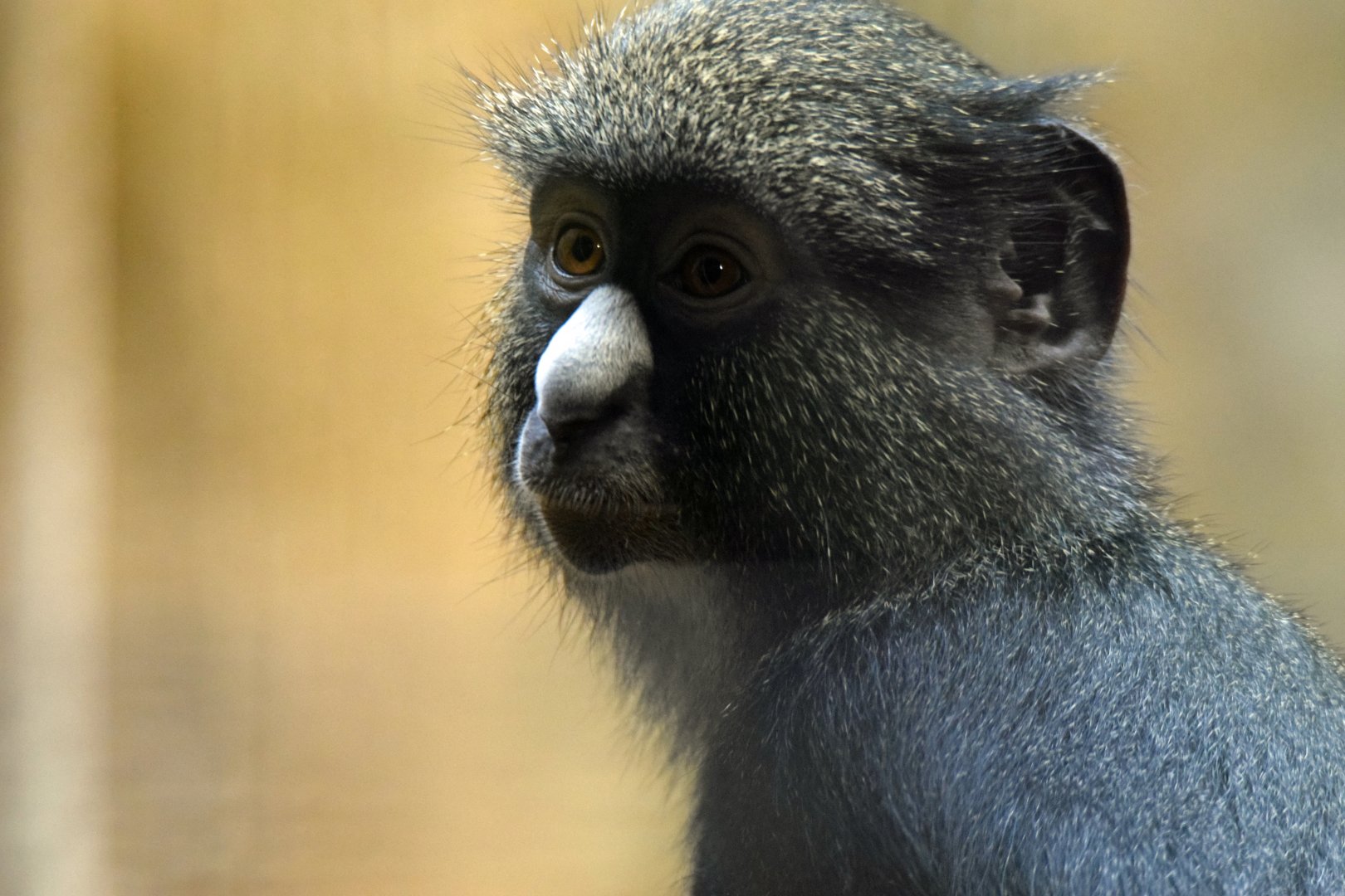 Putty-nosed monkey, 13.10.2019