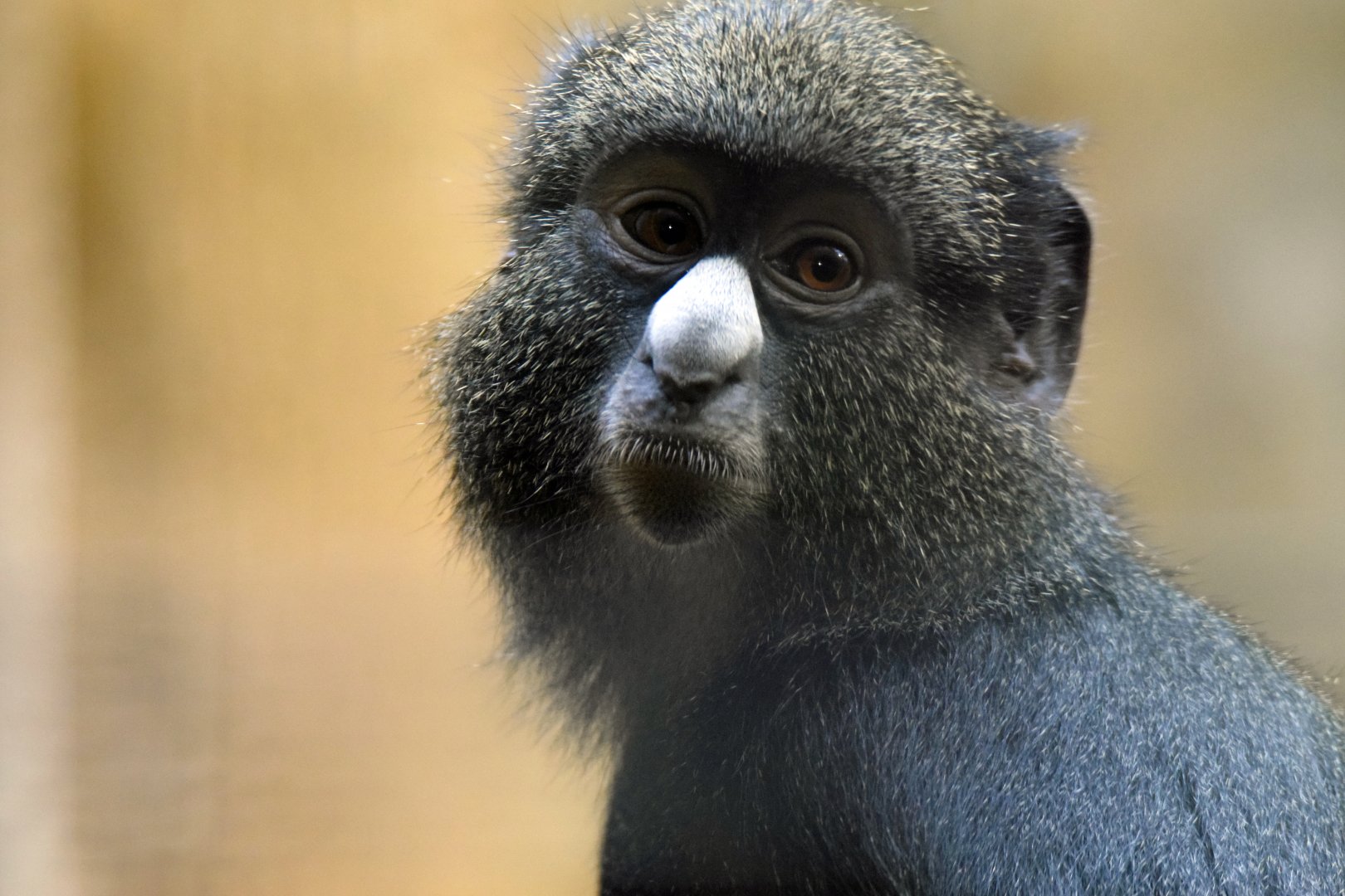 Putty-nosed monkey, 13.10.2019