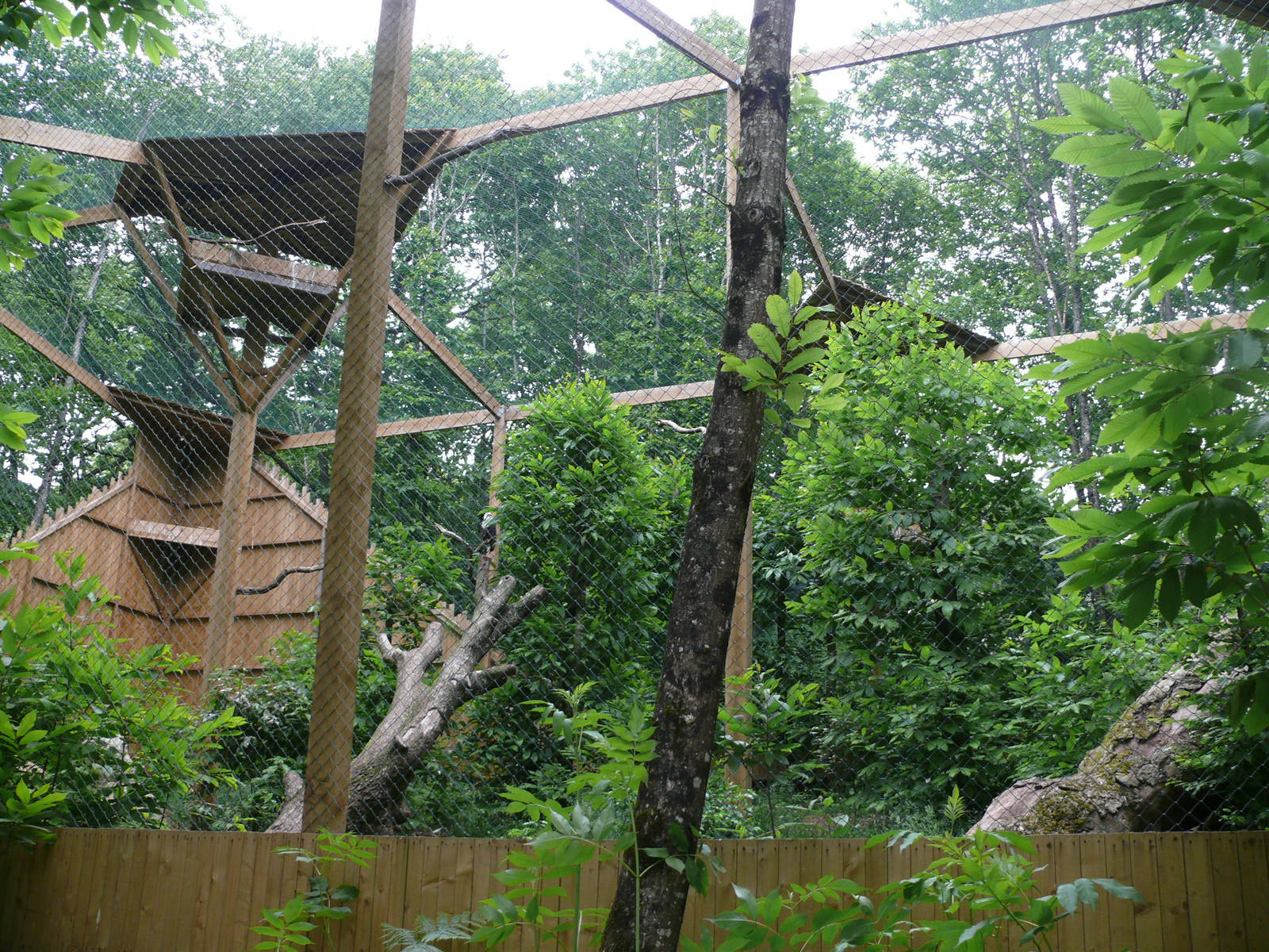 Puy du Fou - African fish eagle and pied crow aviary