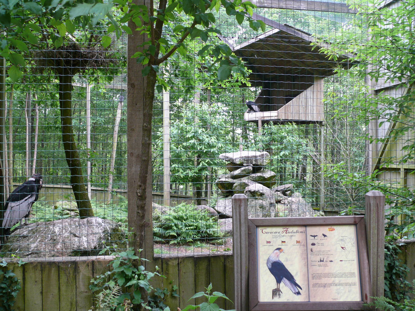 Puy du Fou - Andean condors and Audubon's Crested caracara aviary