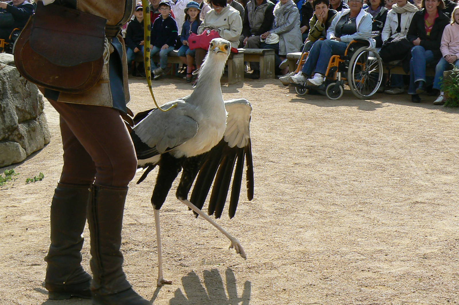 Puy-du-Fou Park - Birds of prey show