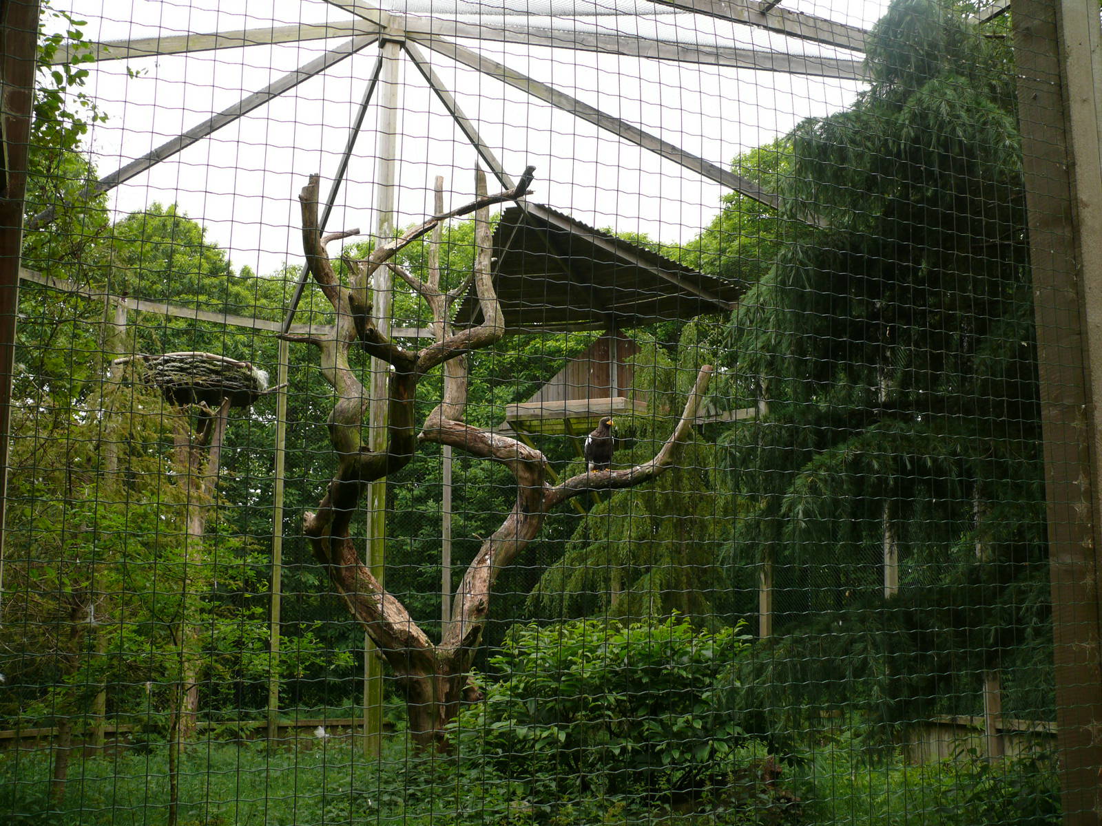 Puy du Fou - Steller's Sea Eagle Aviary