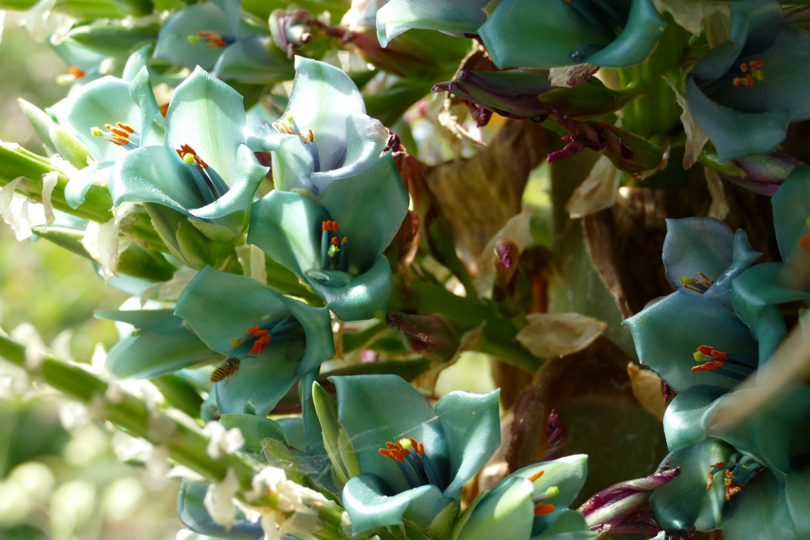 Puya Alpestris, July 2021