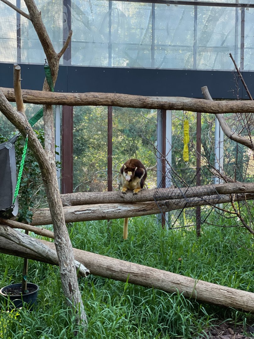 Puzzle, female Matschie's tree-kangaroo