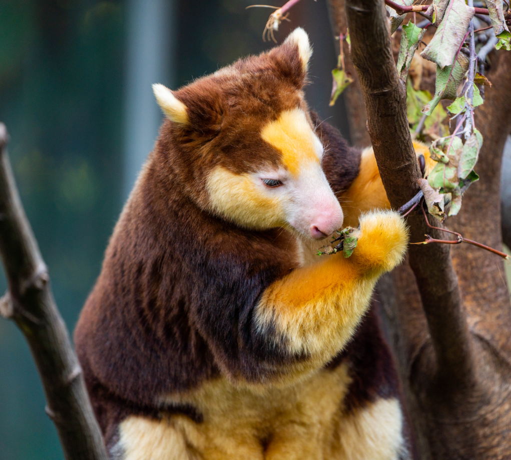 Puzzle the female Matschie's Tree Kangaroo
