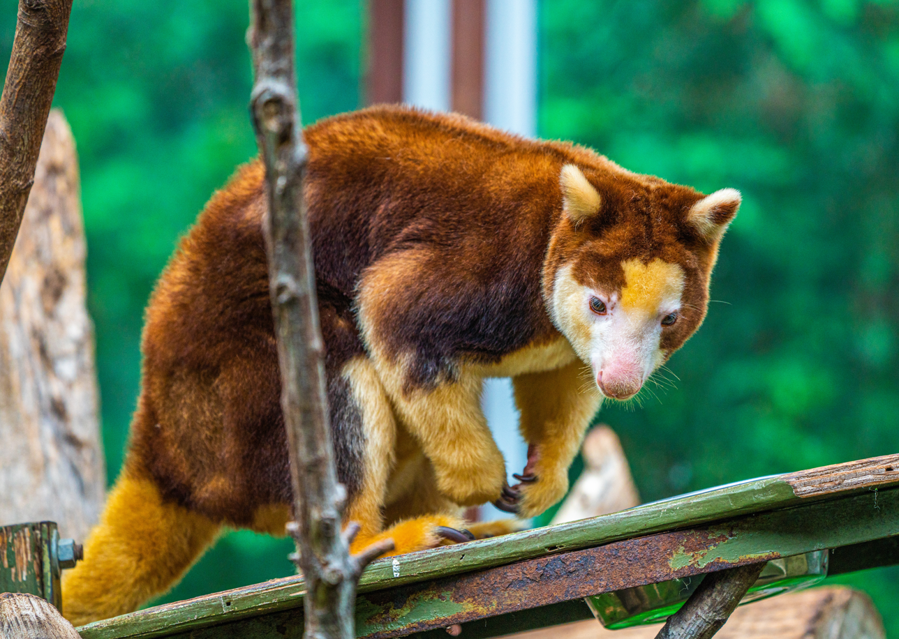 Puzzle the female Matschie's Tree-Kangaroo
