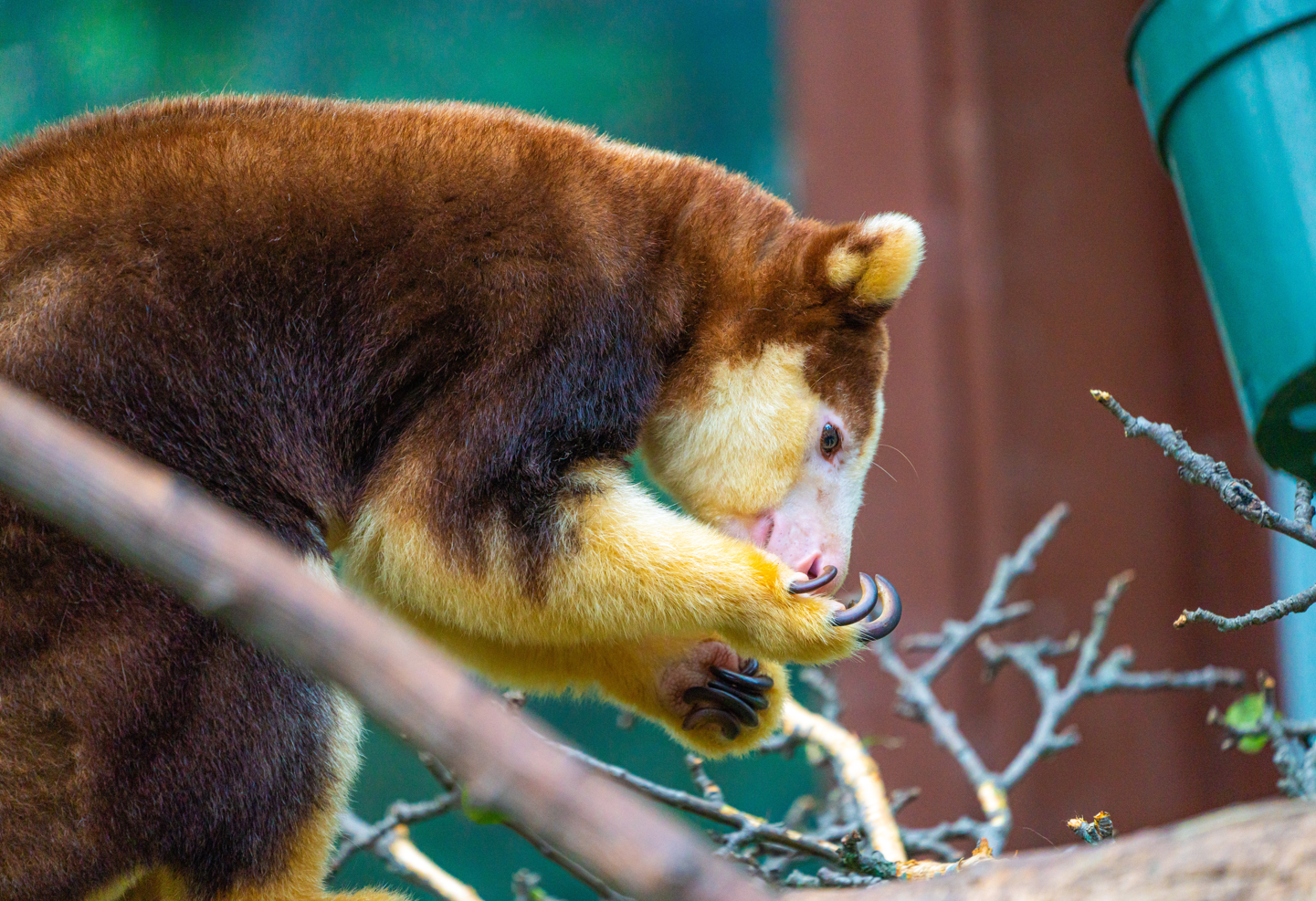 Puzzle the female Matschie's Tree Kangaroo