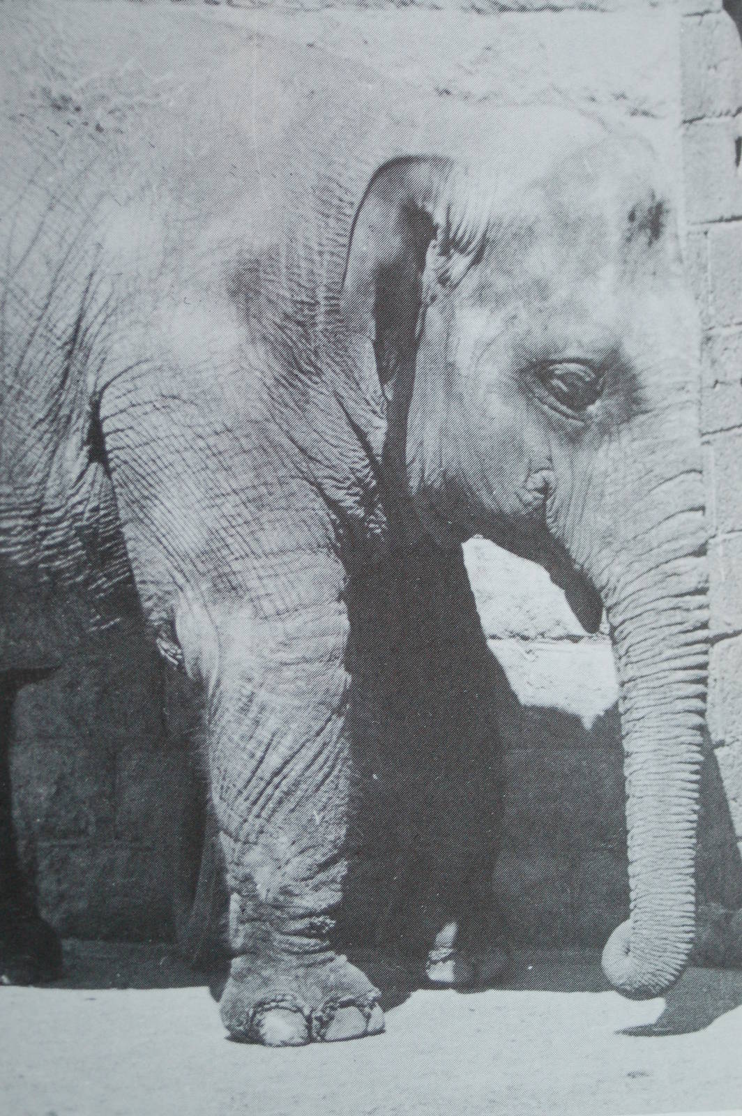 Pwtyn, the Asian elephant