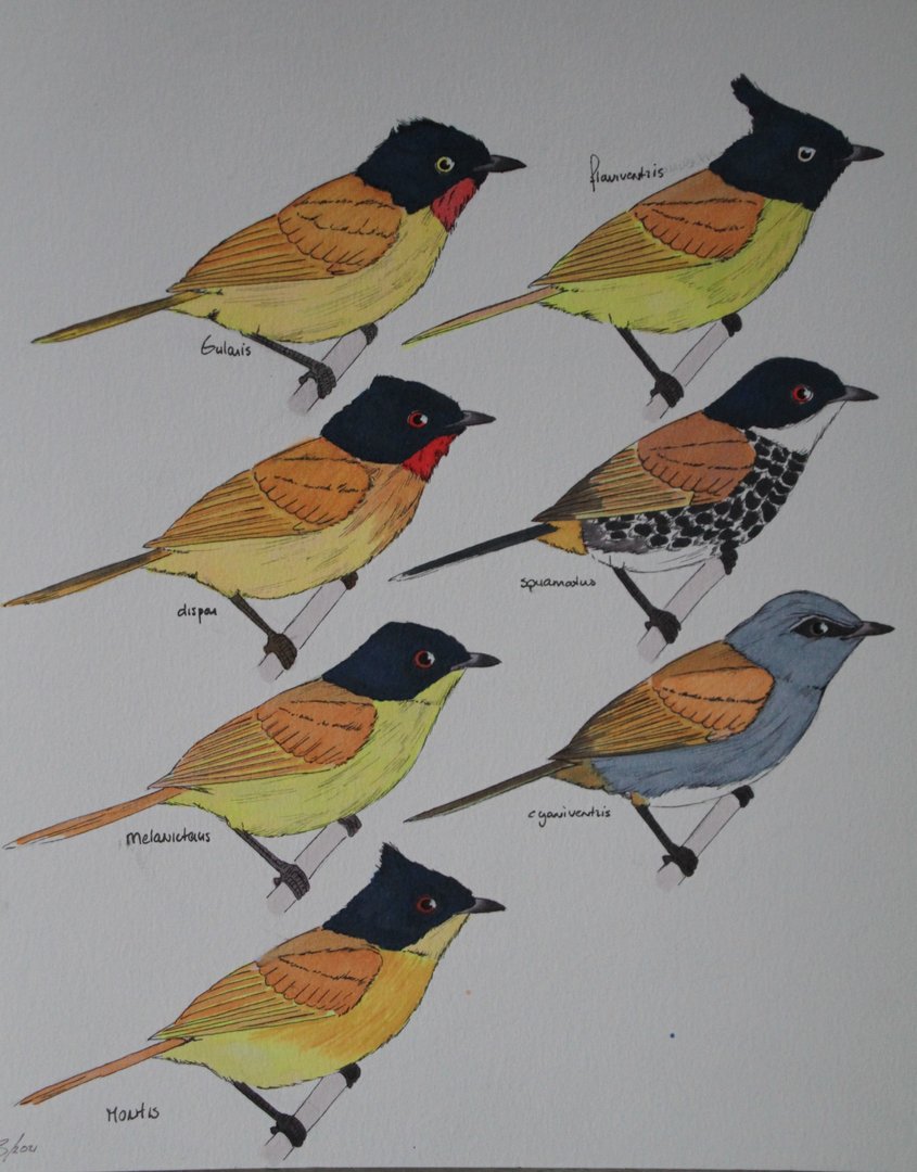 Pycnonotus dispar and related species