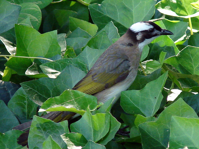 Pycnonotus sinensis sinensis / Light-vented Bulbul (Jiangsu Province)
