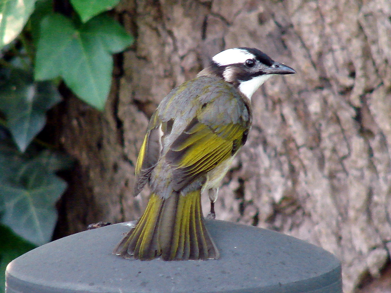 Pycnonotus sinensis sinensis / Light-vented Bulbul (Jiangsu Province)