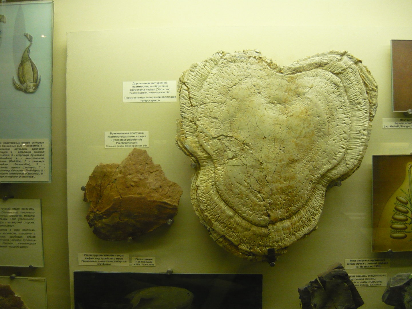 Pycnosteus palaeformis branchial plate and Obruchevia heckeri dorsal shield