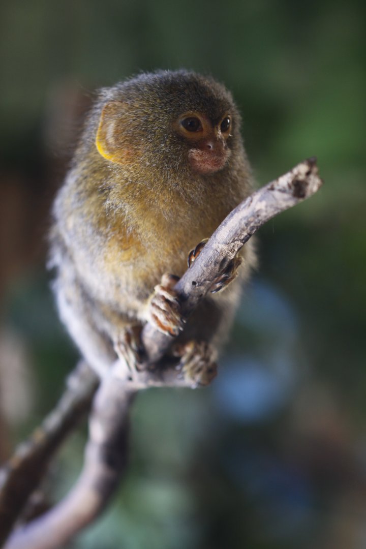 Pygby marmoset (Cebuella pygmaea)