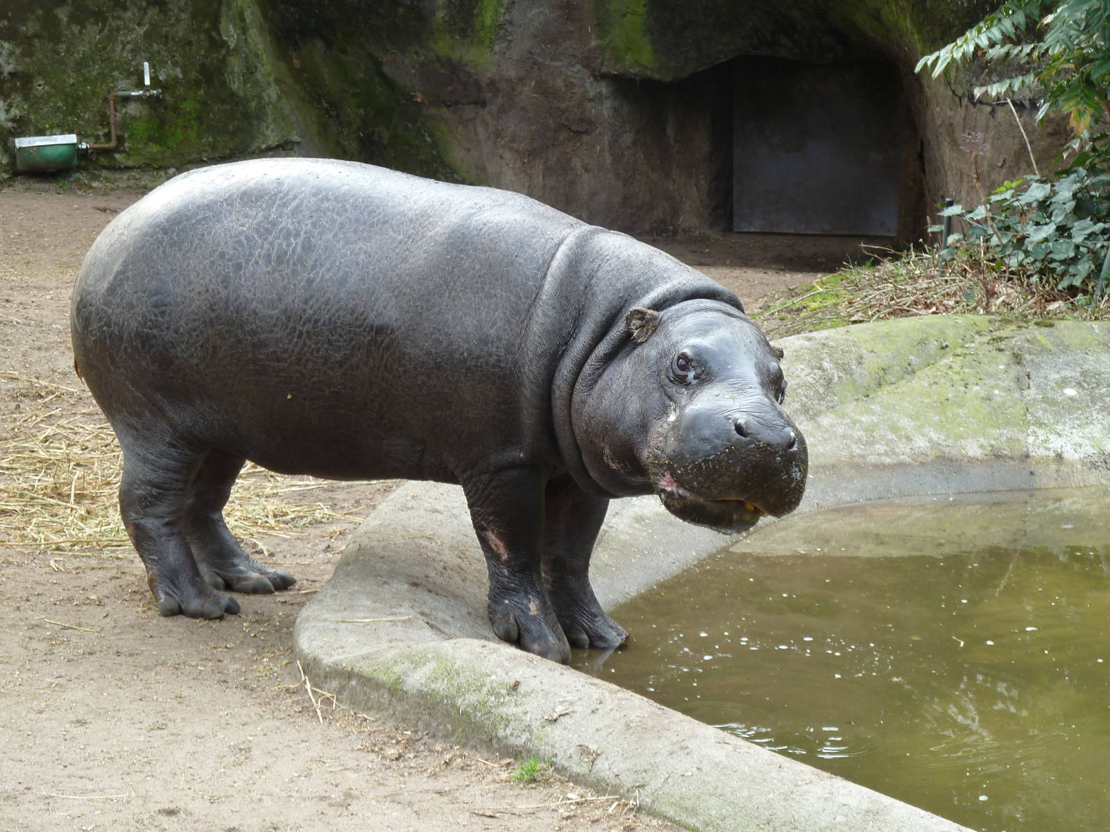 Pygmee hippo