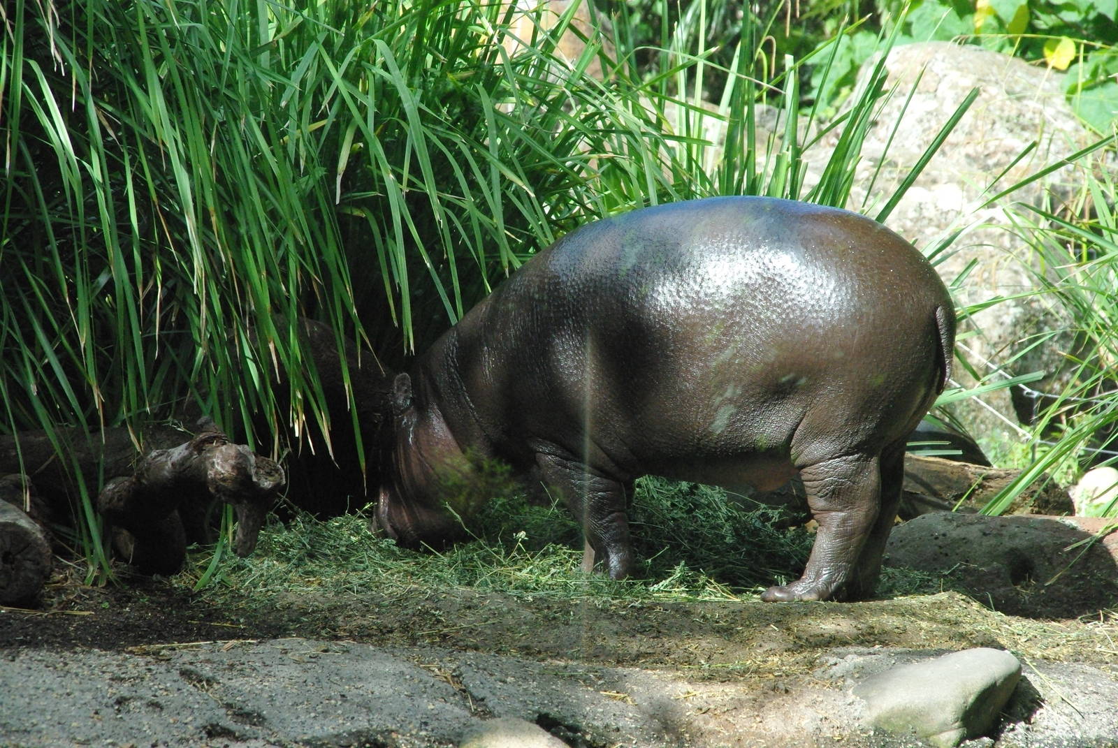 Pygmie Hippo