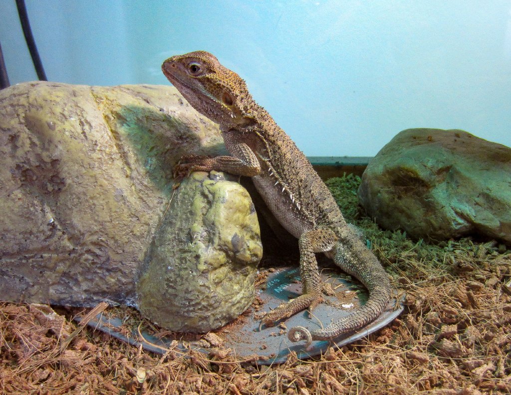 Pygmy Bearded Dragon