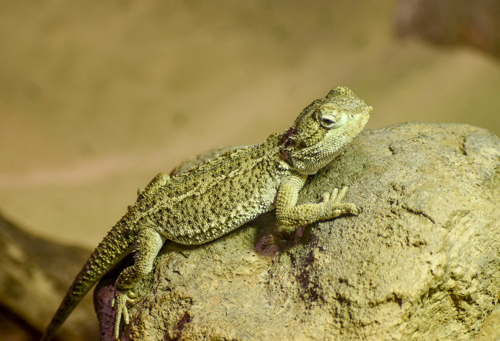 Pygmy Bearded Dragon