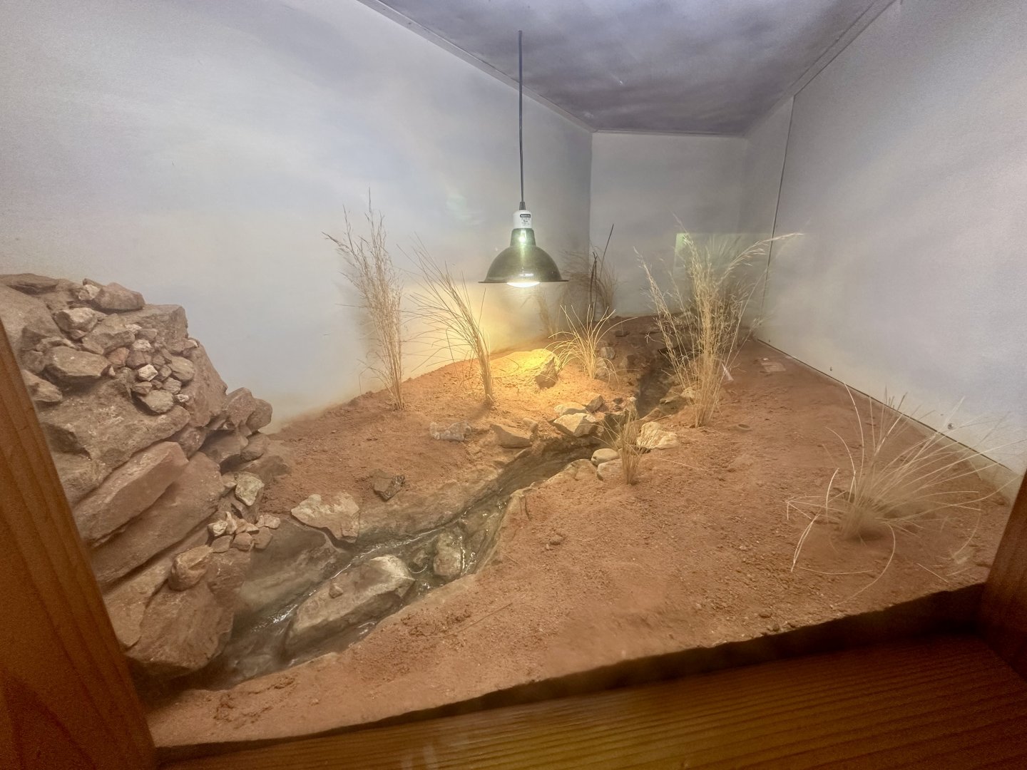 Pygmy Blue-tongue Lizard Exhibit