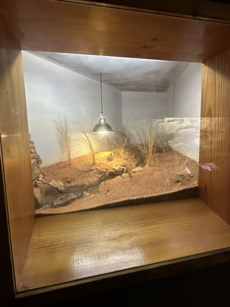 Pygmy blue tongue lizard exhibit