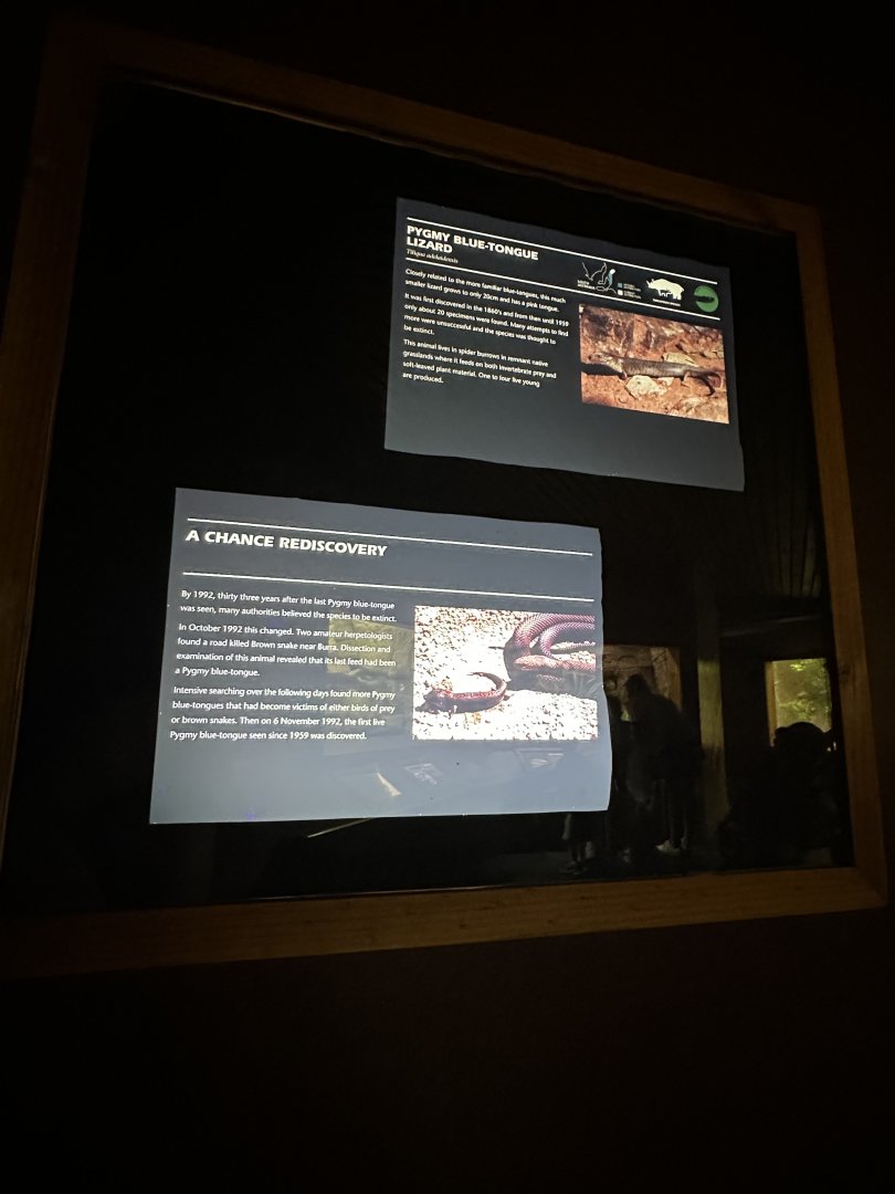 Pygmy blue tongue lizard signage