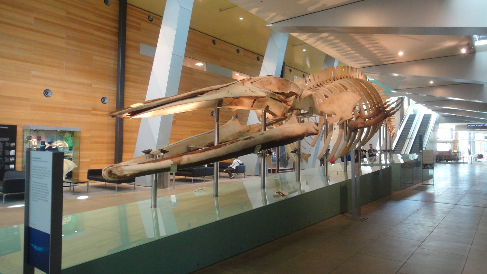 Pygmy Blue Whale Skeleton