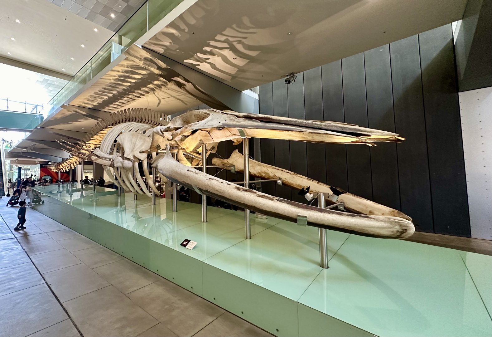 Pygmy Blue Whale (Skeleton)