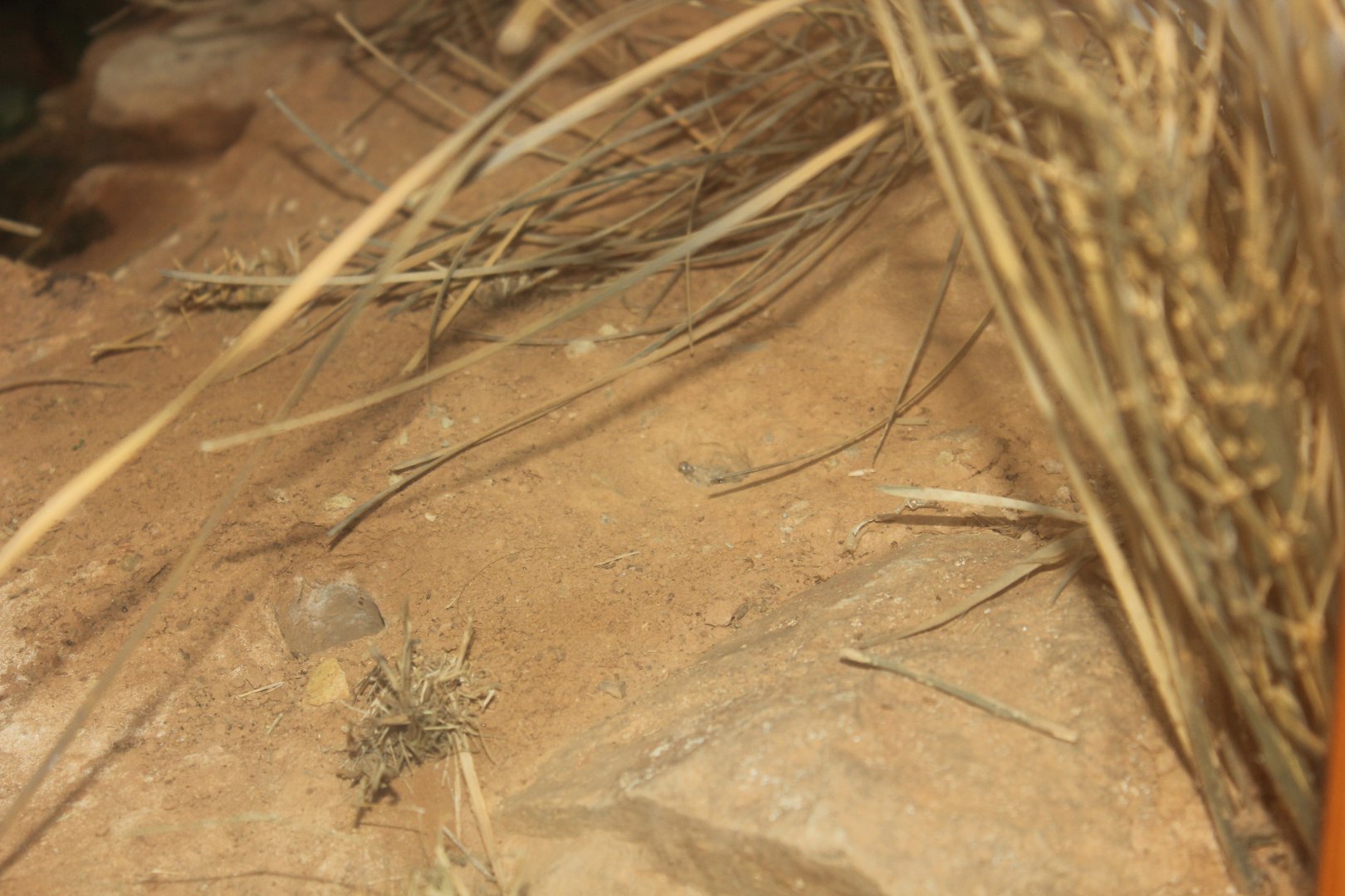 Pygmy Bluetongue (Tiliqua adelaidensis)