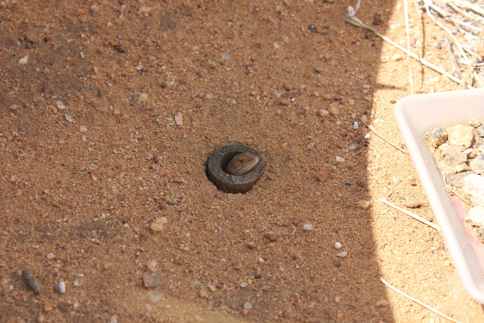Pygmy Bluetongue (Tiliqua adelaidensis)