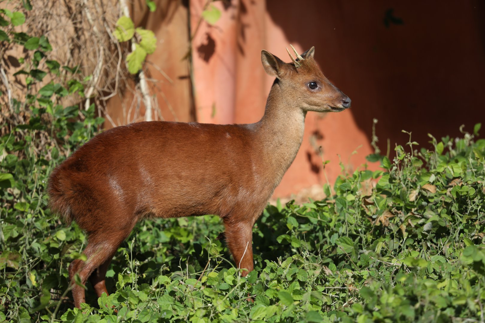 pygmy brocket (Mazama nana)