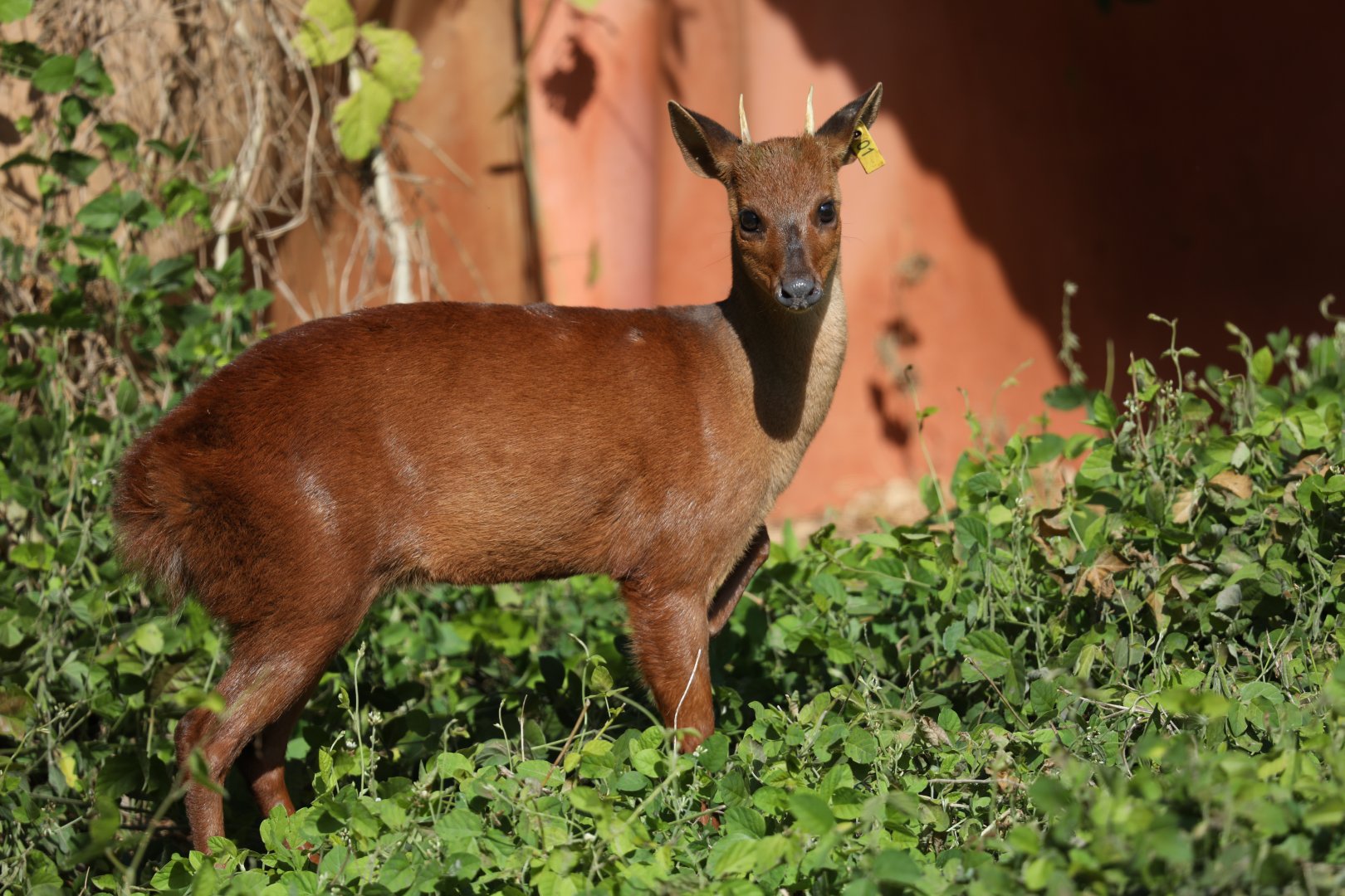 pygmy brocket (Mazama nana)