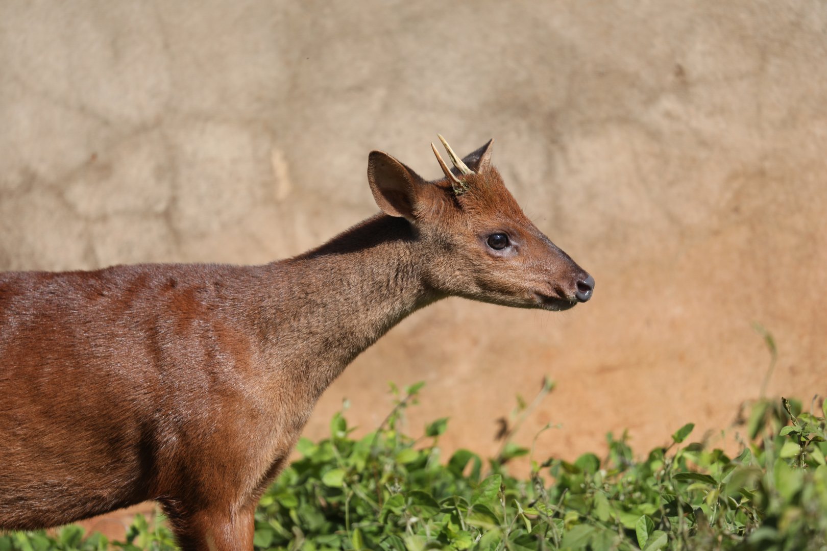 pygmy brocket (Mazama nana)