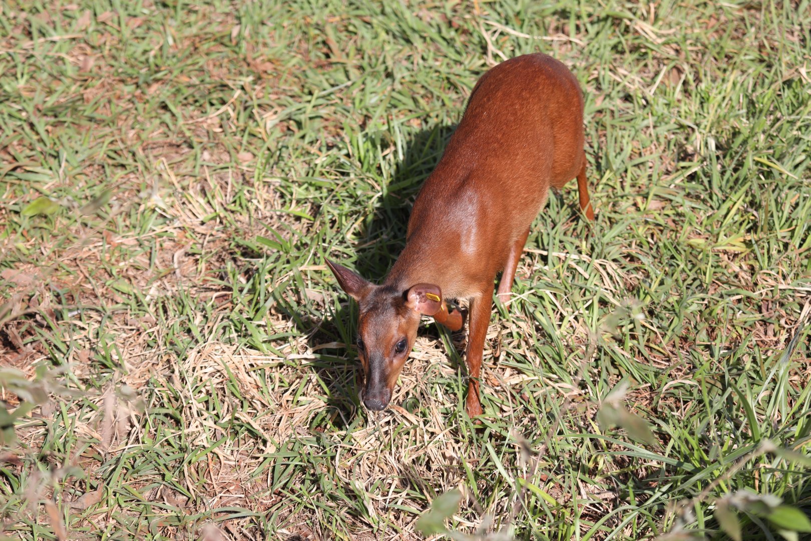 pygmy brocket (Mazama nana)