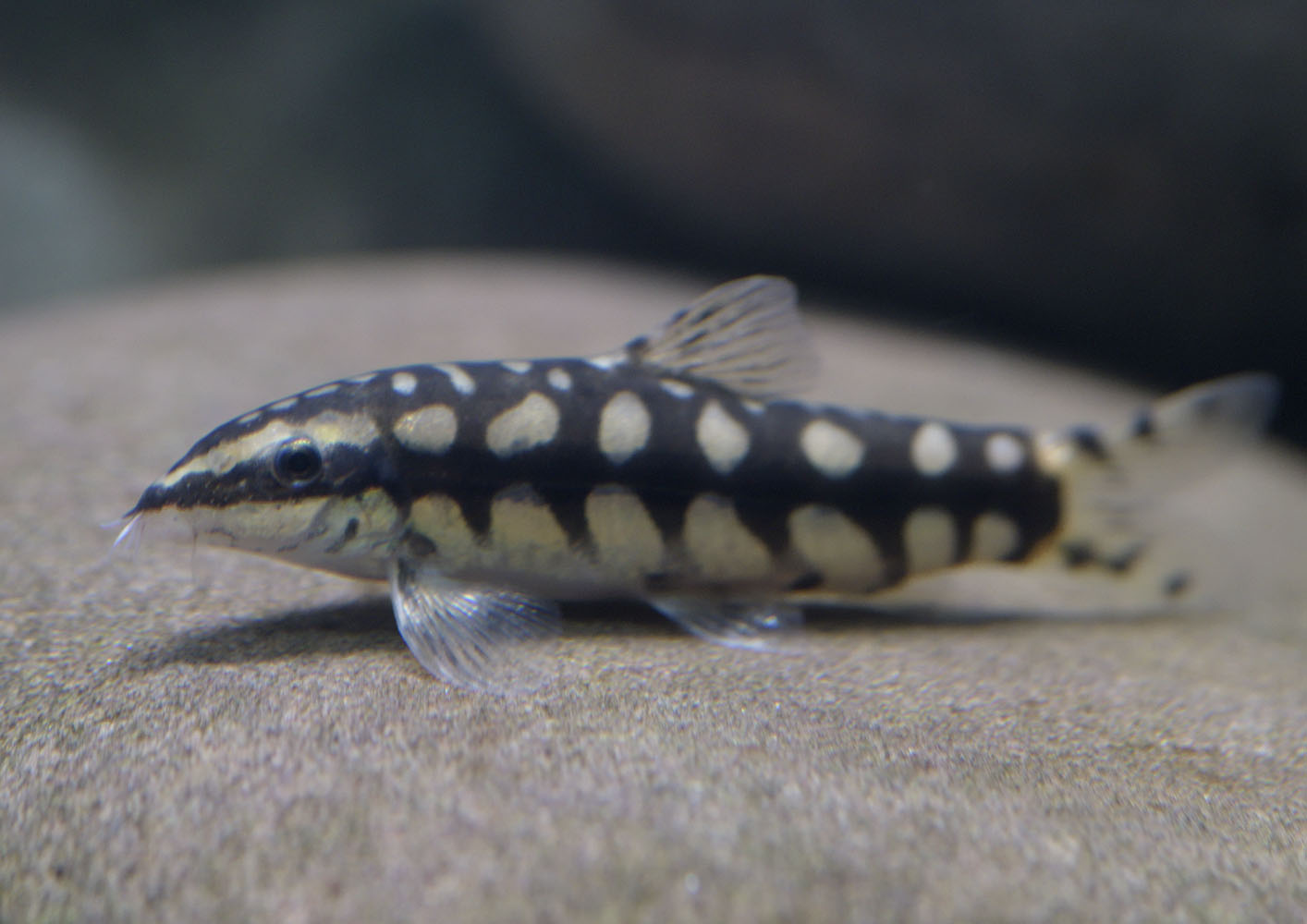 Pygmy chain loach