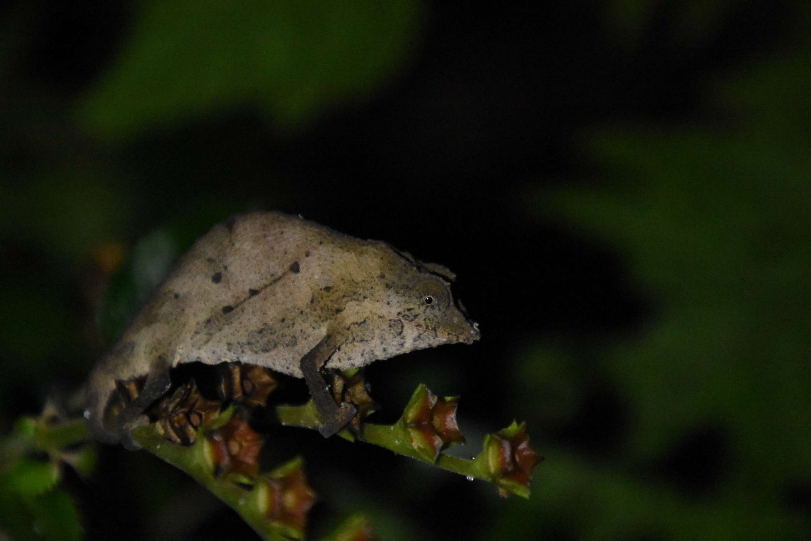 Pygmy chameleon