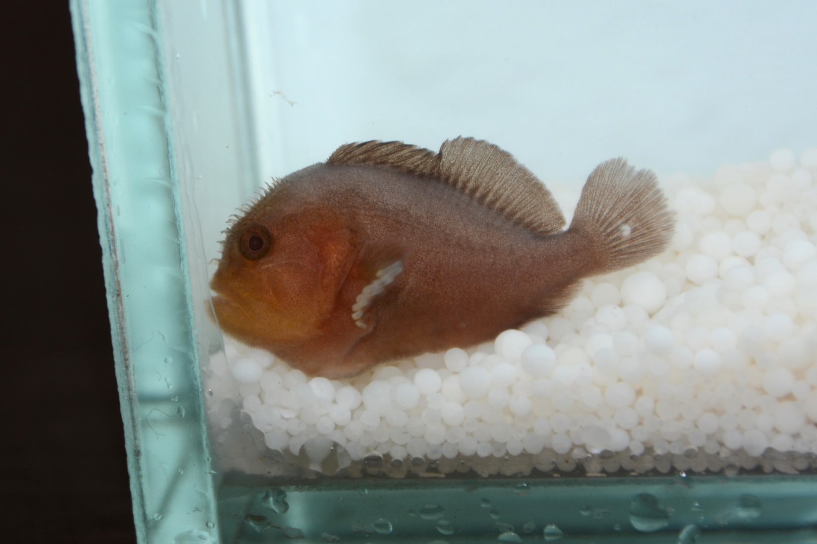 Pygmy coral croucher (Caracanthus unipinna)