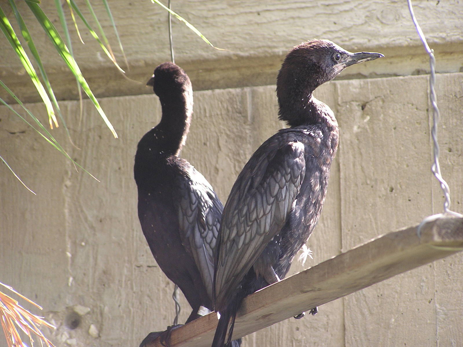 Pygmy cormorant/ Phalacrocorax pygmaeus