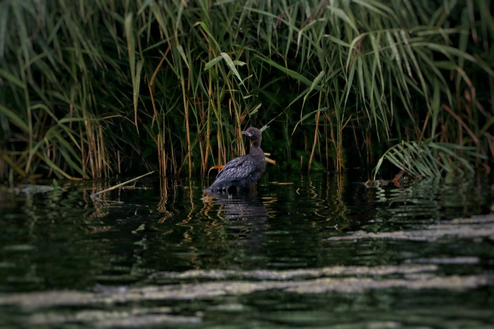 Pygmy cormorant