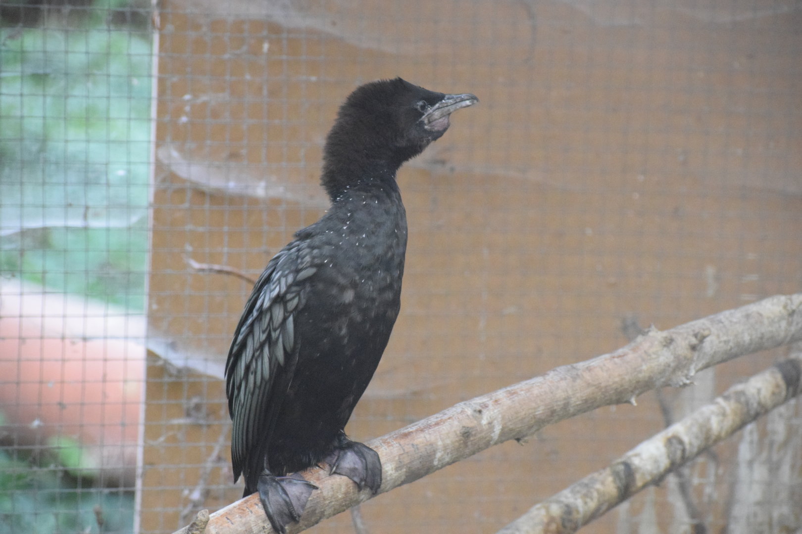 Pygmy Cormorant