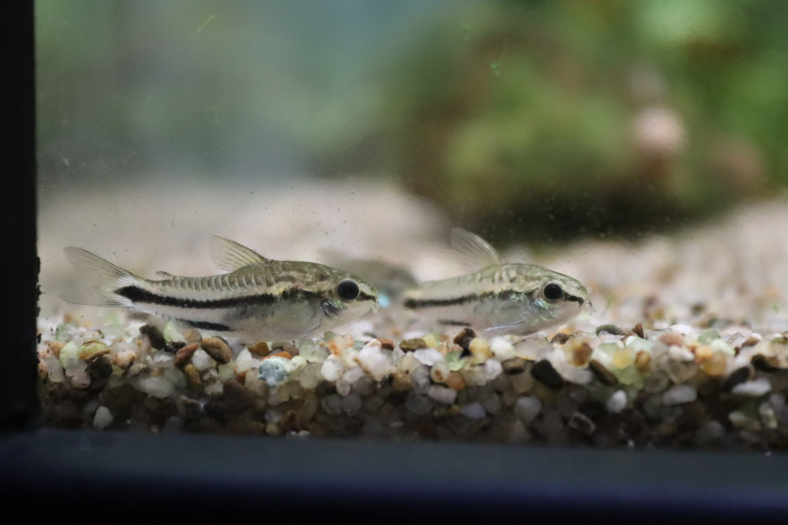 Pygmy Corydoras (Corydoras pygmaeus)