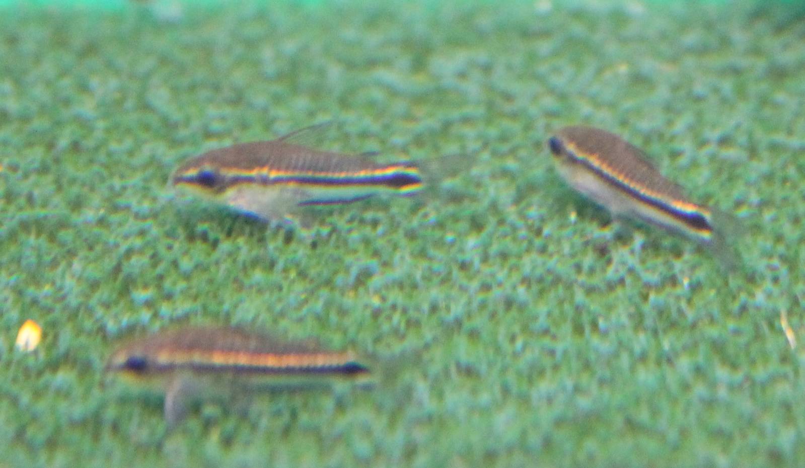 Pygmy corydoras