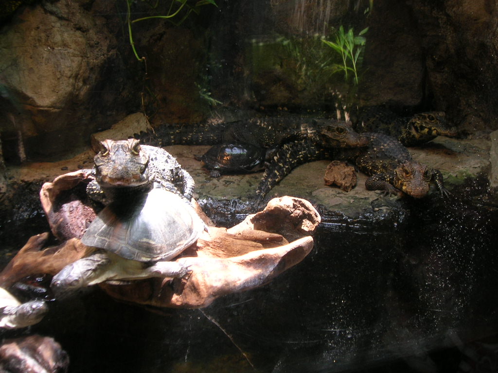 Pygmy Crocs and Turtles 5-18-10