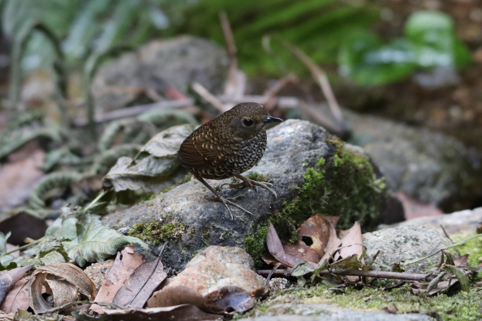 Pygmy Cupwing (Pnoepyga pusilla)
