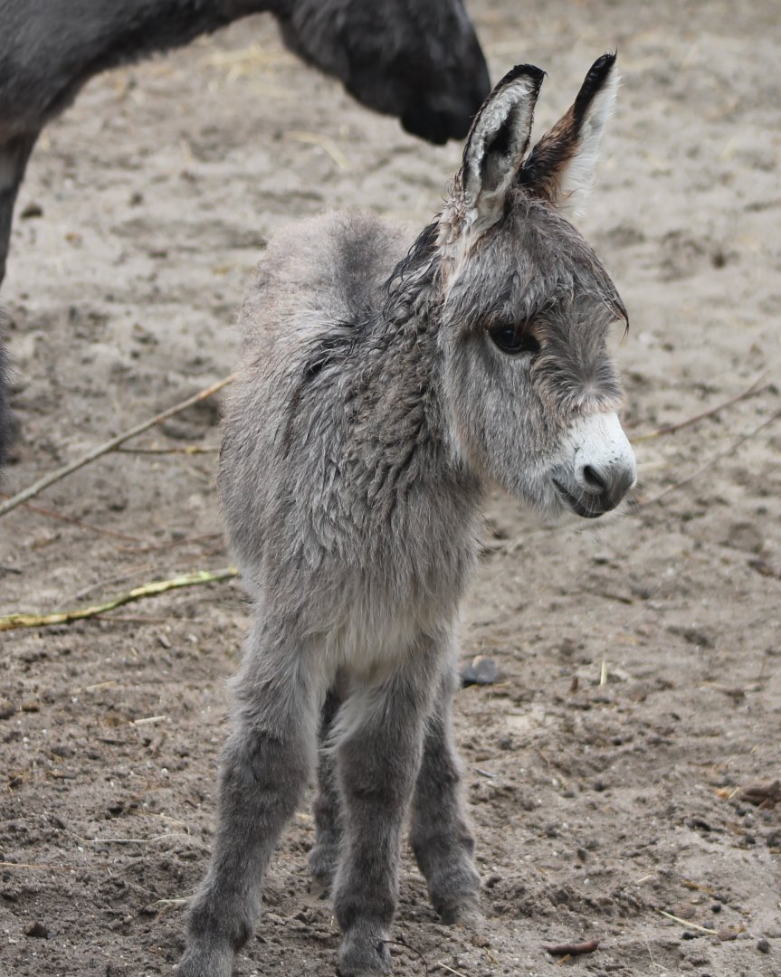 Pygmy donkey-foal