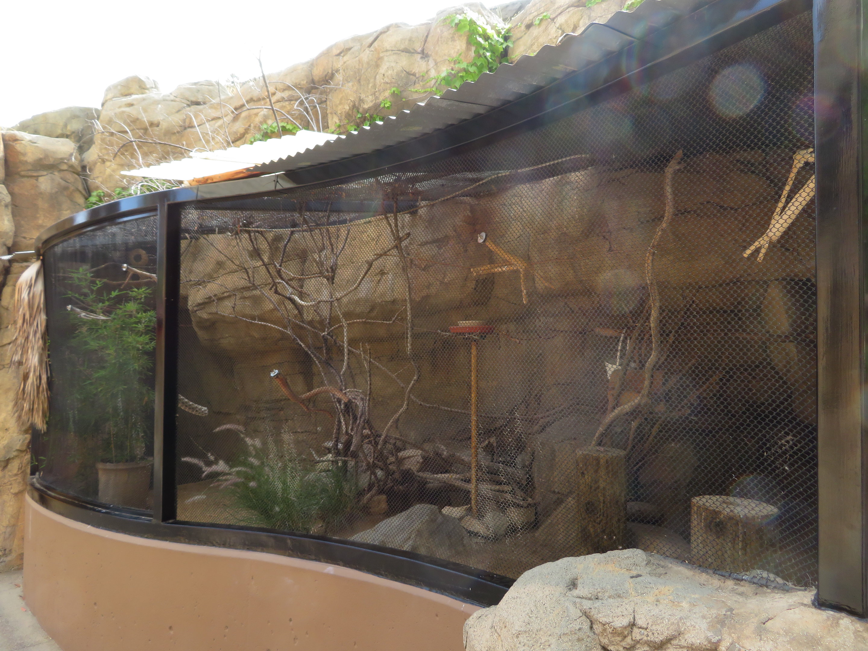 Pygmy Falcon Exhibit