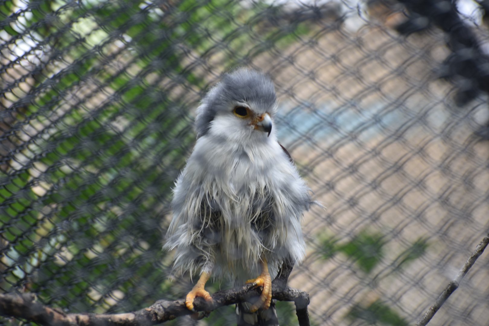 Pygmy Falcon Floof