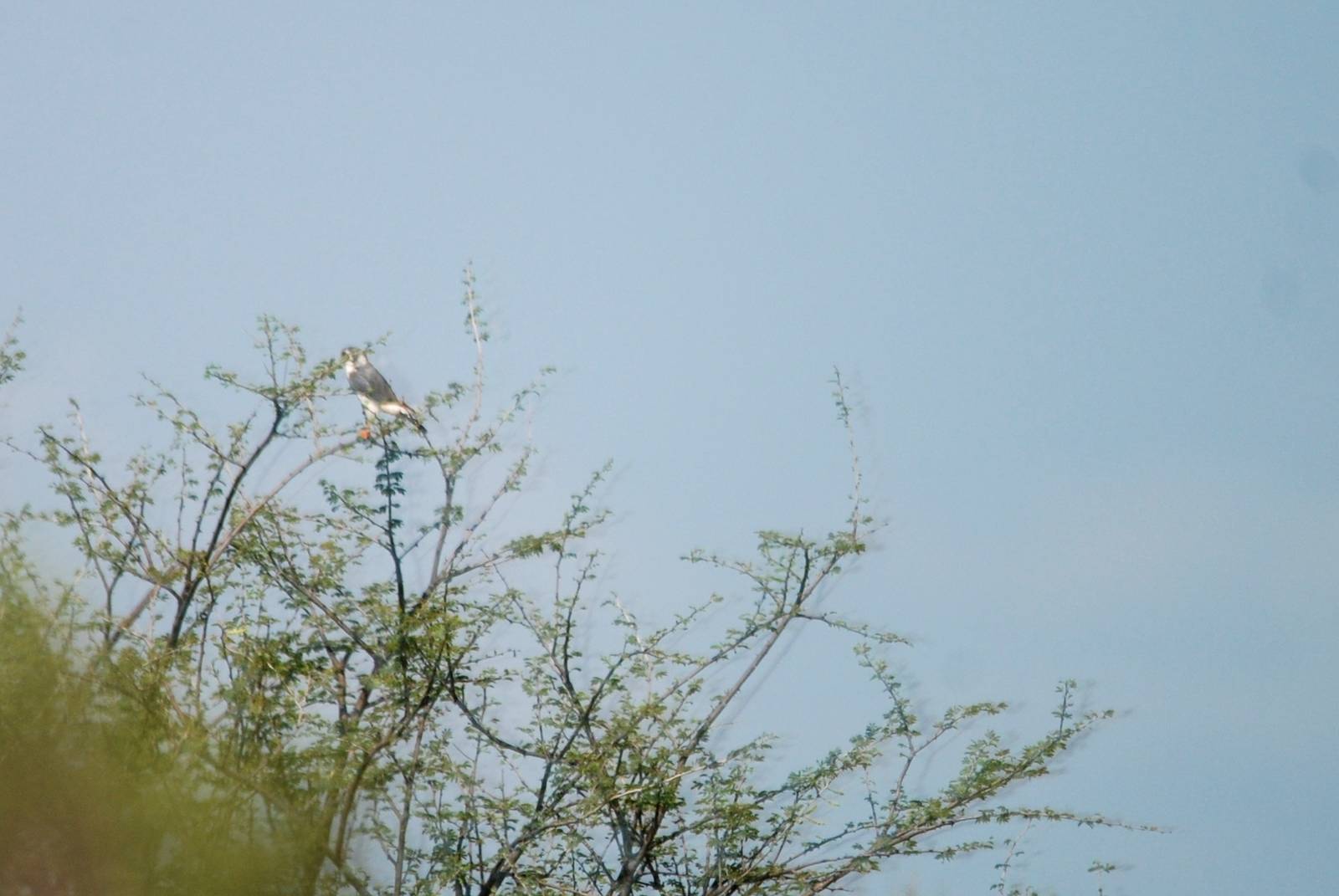 Pygmy Falcon in Awash NP, 12/10/14